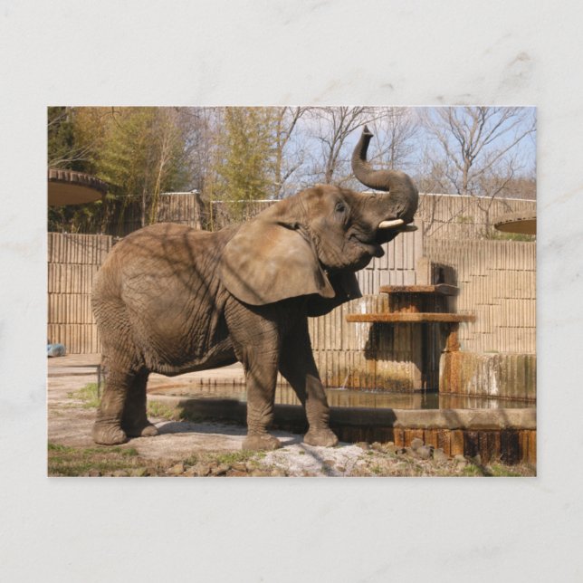 Carte Postale African_Elephant_001 (Devant)