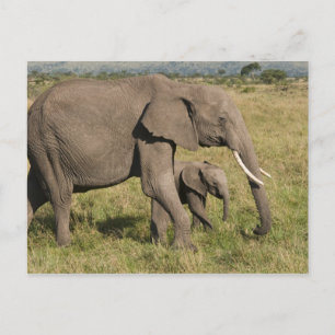 Carte Postale African Elephant and cub (Loxodonta africana),
