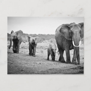 Carte Postale African Elephant & Calves Kenya