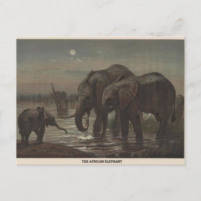 Carte postale African Elephant Zoological Sketch (Devant)