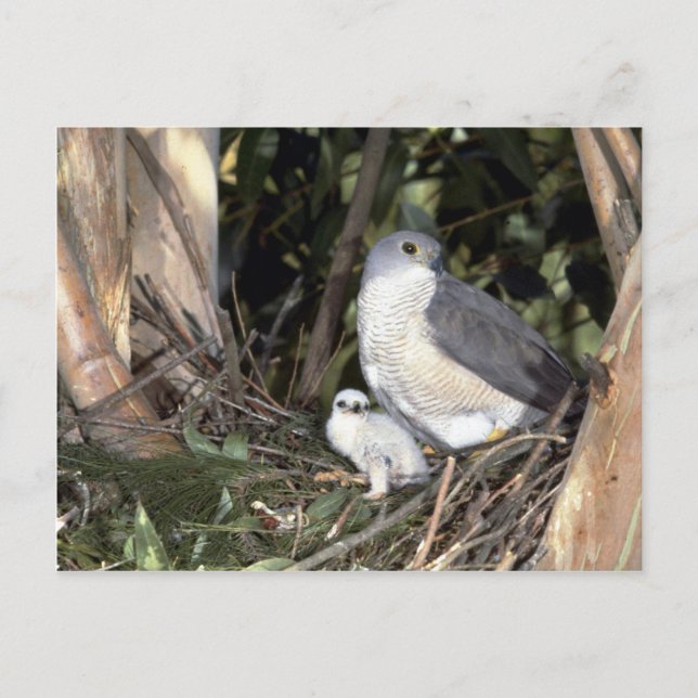 Carte Postale African Goshawk (Devant)