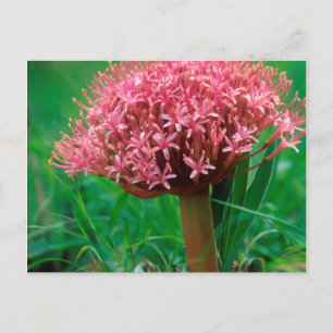 Carte Postale African Lily (agapanthus praecox), Mala Mala