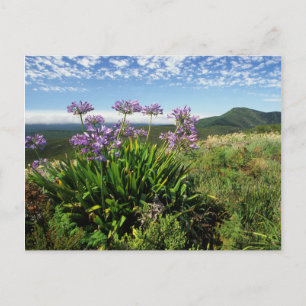 Carte Postale African Lily (Agapanthus praecox), Mossel Bay