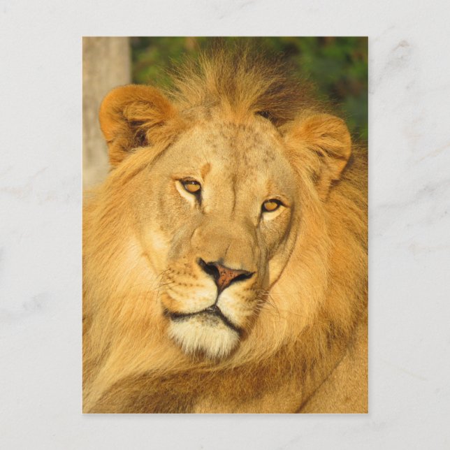 Carte Postale African Lion (Devant)