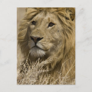 Carte Postale African Lion, Panthera leo, Portrait of a