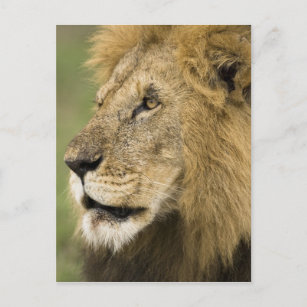 Carte Postale African Lion Portrait, Panthera leo, in the