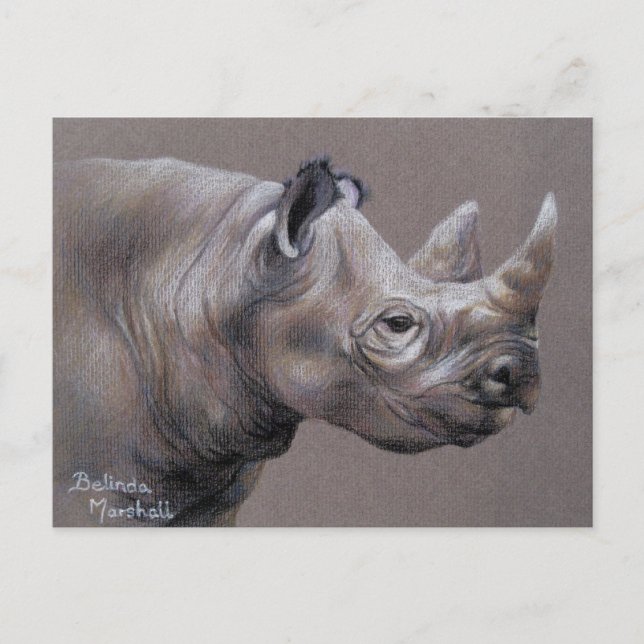 Carte Postale African Rhino Drawing Postcard (Devant)