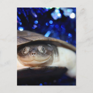 Carte Postale African Sideneck Turtle Regarde la caméra