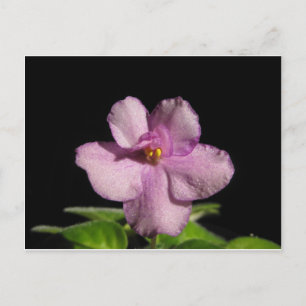Carte Postale African Violet Flower