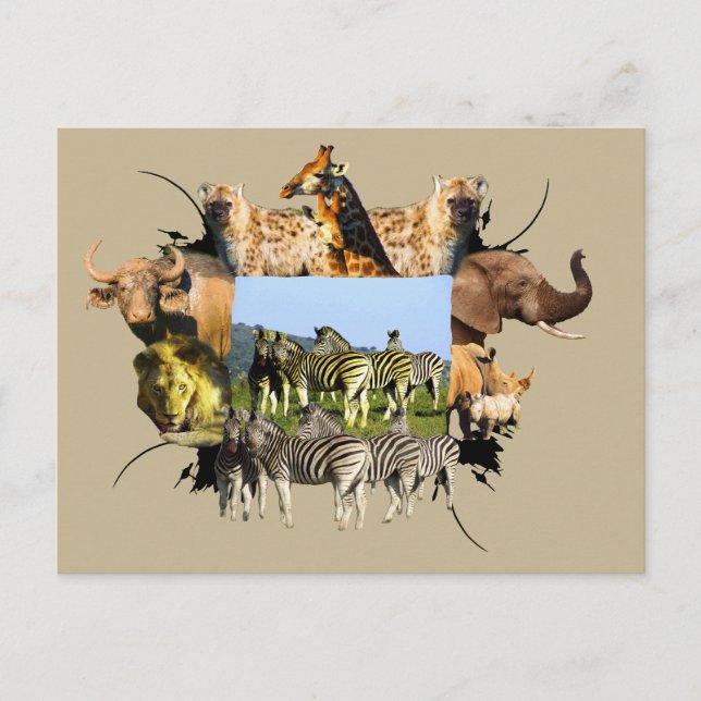 Carte Postale African Wildlife Frame Blue Sky Zebra (Devant)