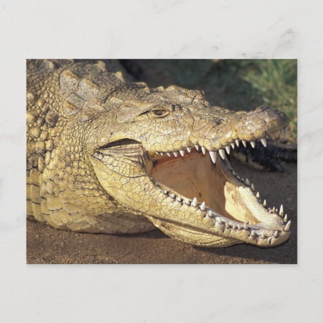 Carte Postale Afrique, Afrique du Sud Crocodile du Nil (Devant)