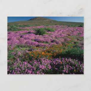 Carte Postale Afrique, Afrique du Sud, Namaqualand, Orange et