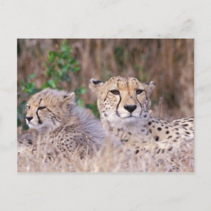 Carte Postale Afrique, Afrique du Sud, Réserve Tswalu. Guépards