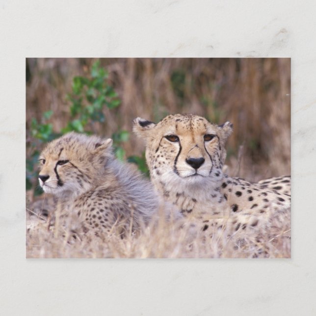 Carte Postale Afrique, Afrique du Sud, Réserve Tswalu. Guépards (Devant)