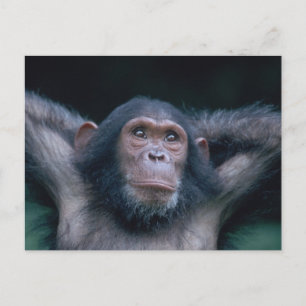 Carte Postale Afrique, Afrique orientale, Tanzanie, Gombe Nation