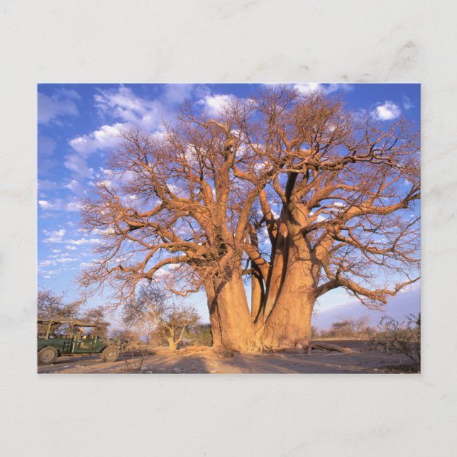 Carte Postale Afrique, Botswana, delta de l'Okavango. Baobab (Devant)