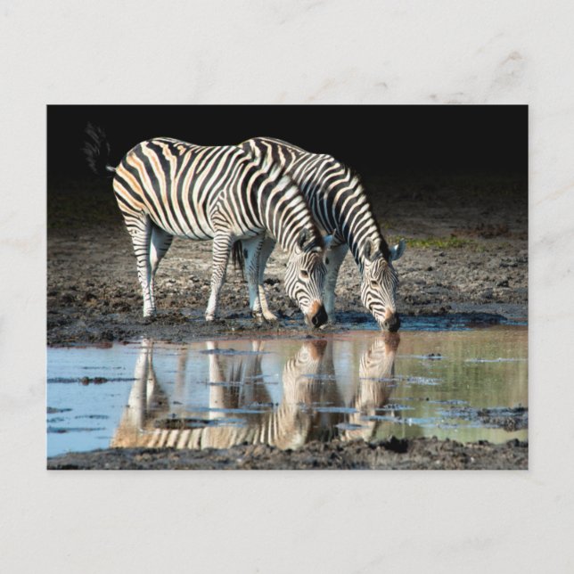 Carte Postale Afrique,Botswana, Delta de l'Okavango, Davison Cam (Devant)