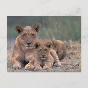 Carte Postale Afrique, Botswana, delta de l'Okavango. Lions