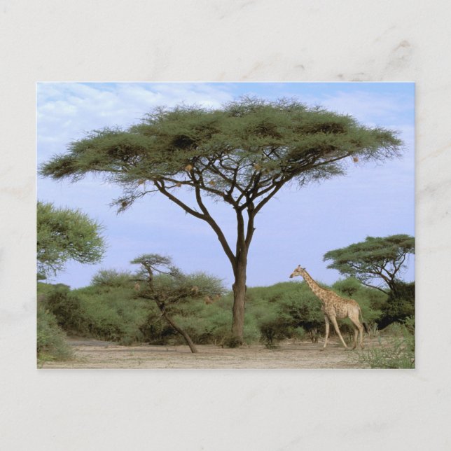 Carte Postale Afrique, Botswana, delta de l'Okavango. Sud (Devant)