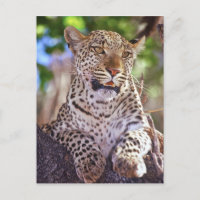 Afrique, Botswana, Delta de l'Okvango, léopard sau