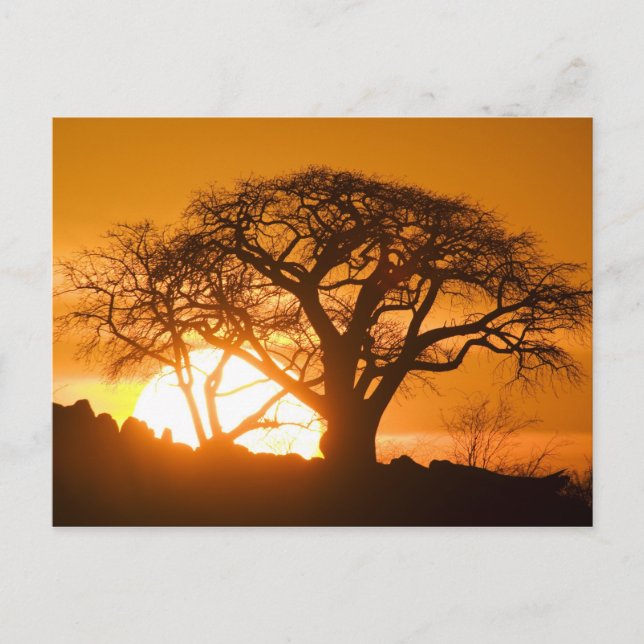 Carte Postale Afrique, Botswana, Mise en place de silhouettes de (Devant)