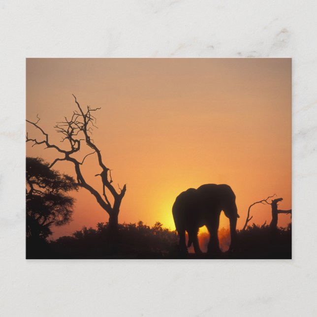 Carte Postale Afrique, Botswana, Parc national de Chobe, Décor (Devant)