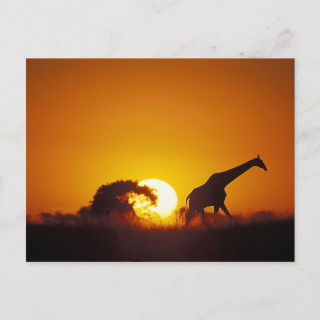 Carte Postale Afrique, Botswana, Parc national de Chobe, Girafe  (Devant)