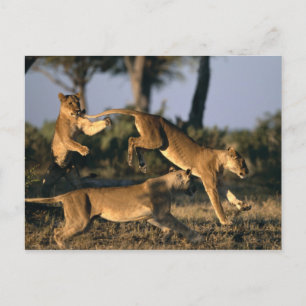 Carte Postale Afrique, Botswana, Parc national de Chobe, Lionnes