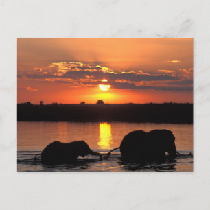 Carte Postale Afrique, Botswana, Parc national de Chobe, Troupea