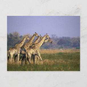 Carte Postale Afrique, Botswana, réserve de gibier de Moremi