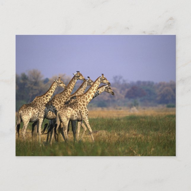 Carte Postale Afrique, Botswana, réserve de gibier de Moremi (Devant)