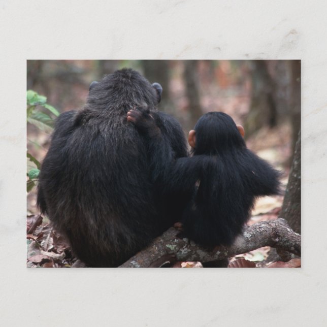 Carte Postale Afrique de l'Est, Tanzanie (Devant)