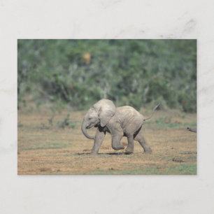 Carte Postale Afrique du Sud, Addo Elephant Nat'l Park. Bébé