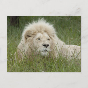 Carte Postale Afrique du Sud, East London, Inkwenkwezi Private