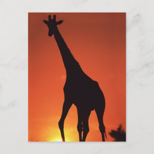 Carte Postale Afrique du Sud, Kruger NP. Girafe (Giraffa