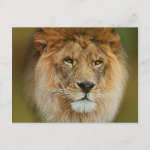 Carte Postale Afrique du Sud Majestic Lion Fermer