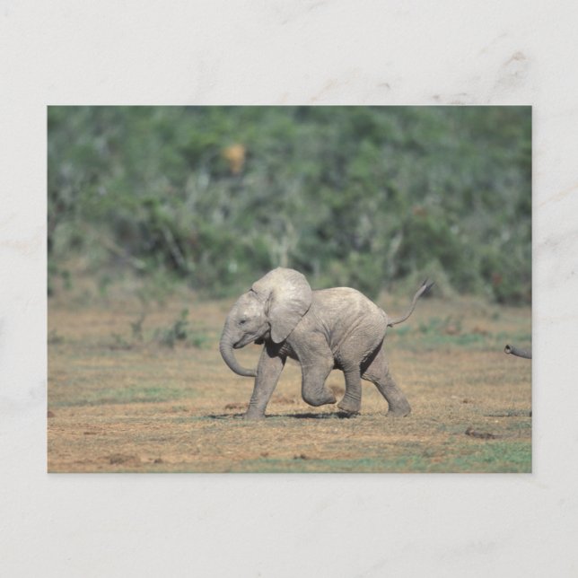 Carte Postale Afrique du Sud, Parc national d'Addo Elephant. Béb (Devant)