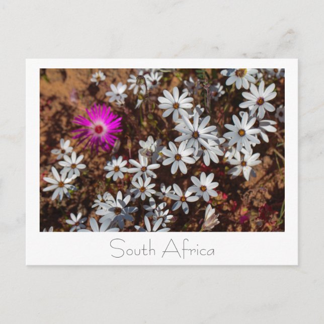 Carte Postale Afrique du Sud Velddrif West Coast Fleurs sauvages (Devant)