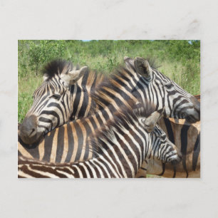 Carte Postale Afrique du Sud Zebras