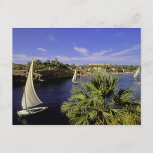 Carte Postale Afrique, Égypte, Haute-Égypte, Assouan. Feluques 2