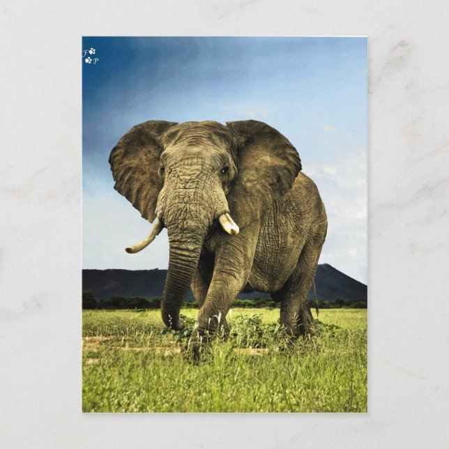 Carte Postale afrique-éléphant (Devant)