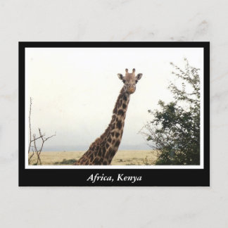 Carte Postale Afrique Kenya animaux sauvages