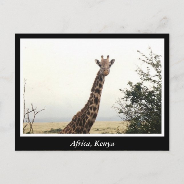 Carte Postale Afrique Kenya animaux sauvages (Devant)