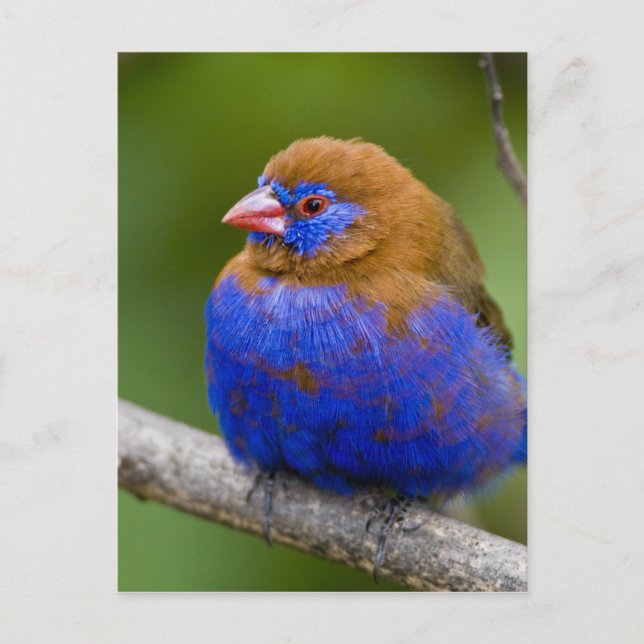 Carte Postale Afrique. Kenya. Grenadier violet mâle au lac (Devant)