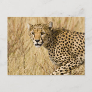 Carte Postale Afrique. Kenya. Guépard au parc national de Sambur