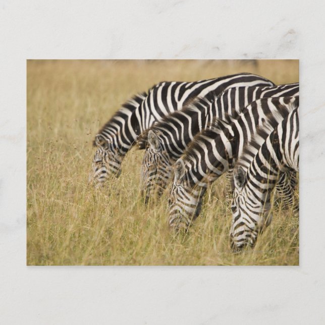 Carte Postale Afrique, Kenya, Maasai Mara (Devant)