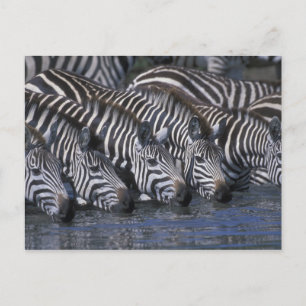 Carte Postale Afrique, Kenya, Masai Mara Game Reserve, Plaines