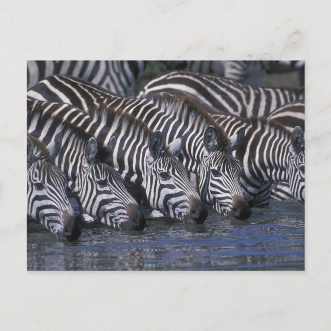 Carte Postale Afrique, Kenya, Masai Mara Game Reserve, Plaines (Devant)