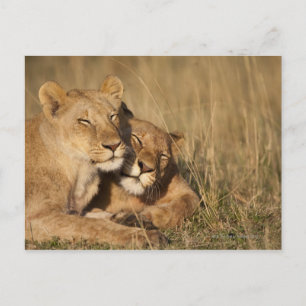 Carte Postale Afrique, Kenya, Masai Mara Game Reserve, Young