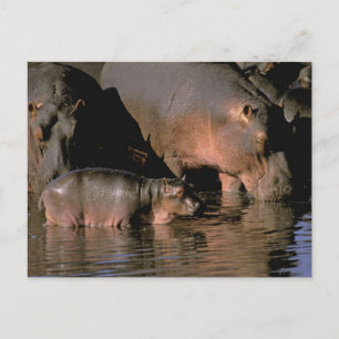Carte Postale Afrique, Kenya, Masaï Mara. Hippopotame commun